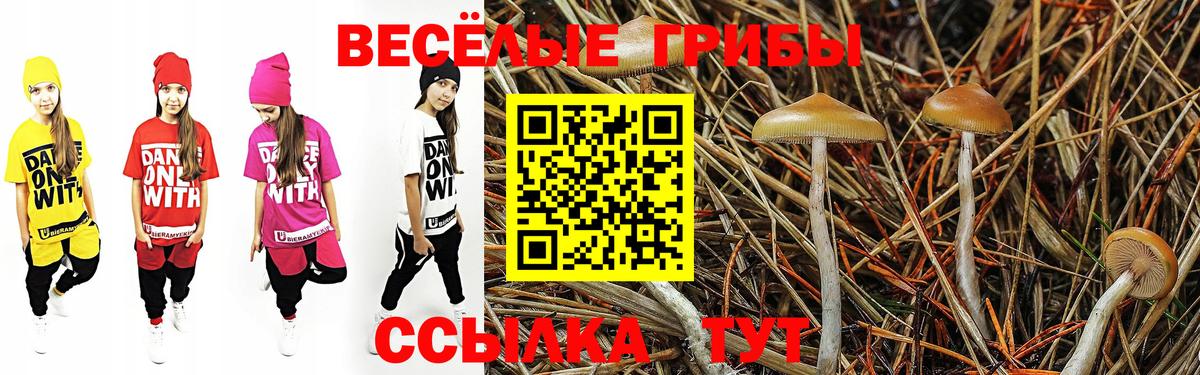 сколько стоит  Вход с VPN  Дербент  Галлюциногенные грибы MAGIC MUSHROOMS  Псилоцибиновые грибы Psilocybe 